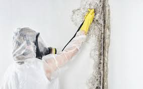 Best Mold Prevention Services  in Auburn, IL